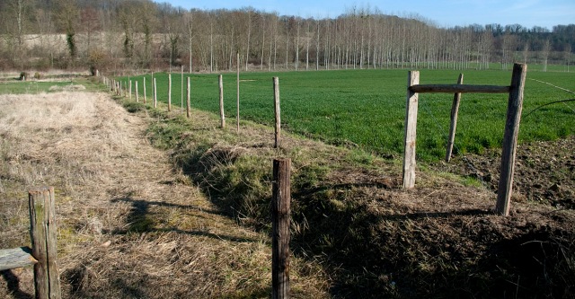 Fence line - March