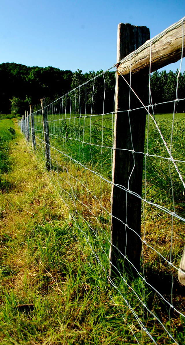 Fence line - May